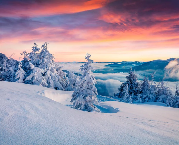 Magnífico Nascer Sol Inverno Floresta Montanha Com Abetos Cobertos Neve — Fotografia de Stock