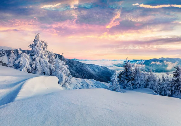 Mañana Invierno Helada Las Montañas Cárpatos Con Abetos Cubiertos Nieve — Foto de Stock