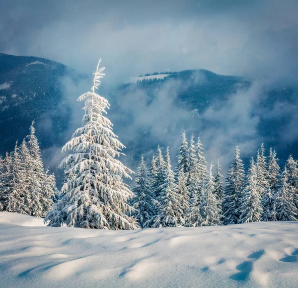 Dramática Mañana Invierno Las Montañas Cárpatos Con Abetos Cubiertos Nieve — Foto de Stock