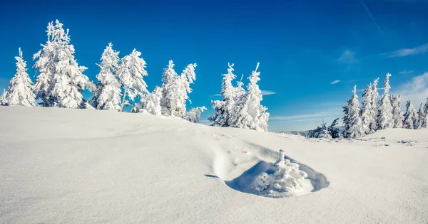 Panorama Soleado Mañana Bosque Montaña Paisaje Invierno Brillante Bosque Nevado —  Fotos de Stock