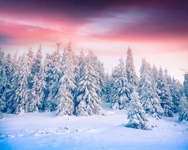 Захватывающий Зимний Пейзаж Карпатах Заснеженными Деревьями Красочная Сцена Открытом Воздухе — стоковое фото