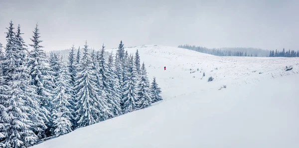 Fantástico Panorama Inverno Floresta Montanha Com Abetos Cobertos Neve Cena — Fotografia de Stock