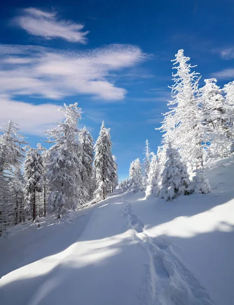 晴れた日には雪の森の中を歩く カルパチア山脈 ハッピーニューイヤーお祝いのコンセプトで幻想的な冬の風景 芸術風のポスト処理写真 — ストック写真