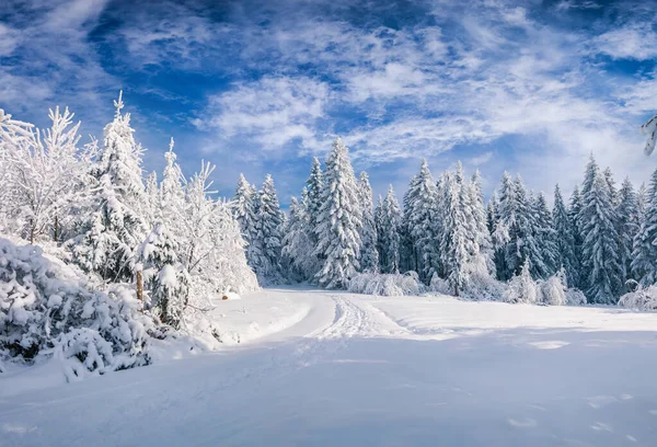 Espléndida Escena Navideña Bosque Montaña Día Soleado Hermoso Paisaje Invierno — Foto de Stock