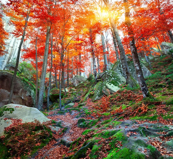 Colorida Escena Otoñal Bosque Montañoso Vista Tranquila Reserva Natural Bosques — Foto de Stock