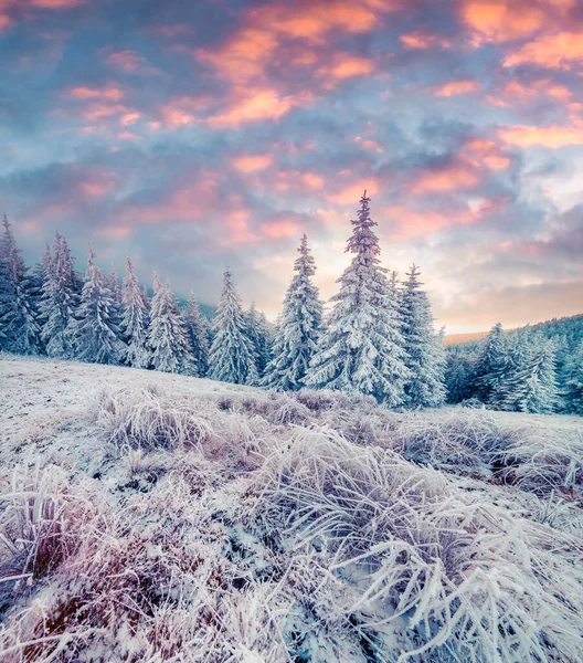 Malebný Zimní Východ Slunce Karpatských Horách Zasněženými Stromy Trávou Barevná — Stock fotografie