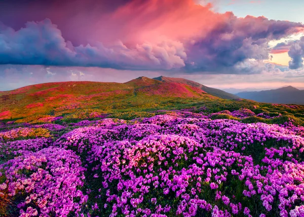 Dramatischer Sommersonnenaufgang Mit Blühenden Rhododendronblüten Herrliche Landschaft Den Karpaten Ukraine — Stockfoto