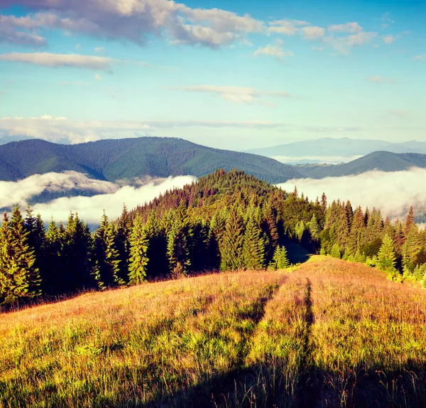 Karpatya dağlarında güneşli bir yaz sabahı. Haziran ayında Ukrayna, Tatariv köyü, Avrupa 'daki dağ vadisinde manzaralı bir manzara. Retro biçim filtresi.