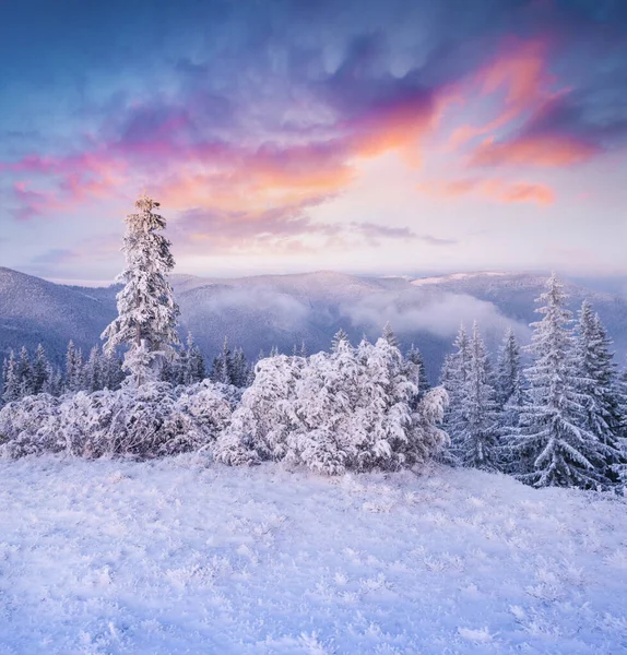 Fantástico Nascer Sol Inverno Nas Montanhas Dos Cárpatos Com Abetos — Fotografia de Stock