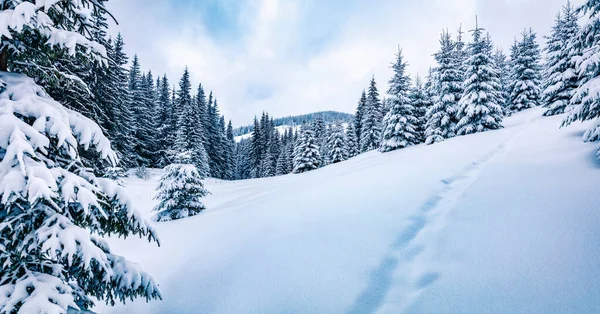 Vista Panorâmica Inverno Floresta Montanha Com Abetos Cobertos Neve Cena — Fotografia de Stock