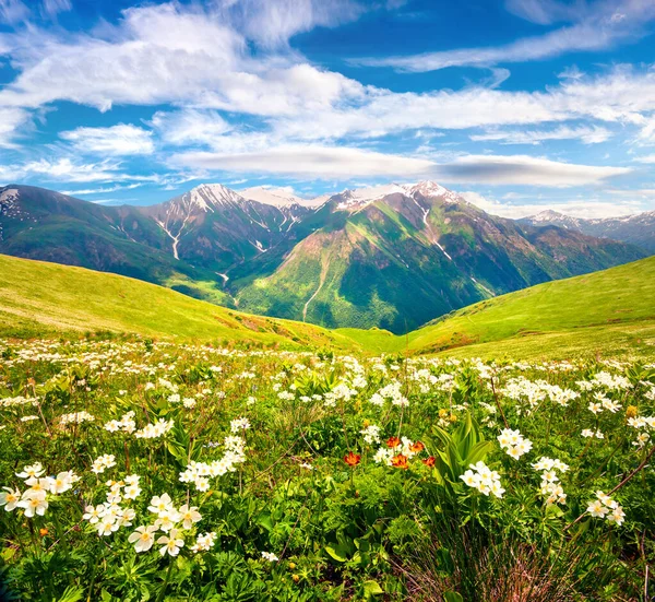Поля Квітучих Білих Квітів Горах Кавказу Червні Сонячний Ранок Вид — стокове фото