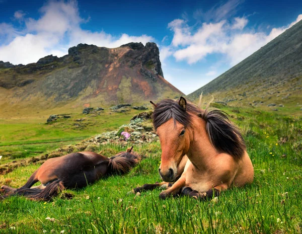 Developed Ponies Icelandic Horses Colorful Summer Morning Mountain Pasture Stokksnes — Stock Photo, Image