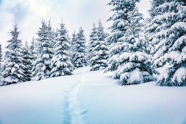 Frosty Vinter Morgon Fjällskog Med Snötäckta Granar Fantastisk Utomhusscen Gott — Stockfoto