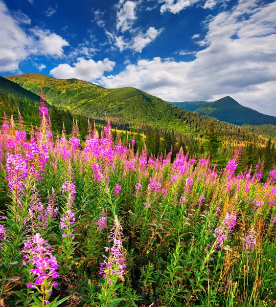 Splendid Summer Landscape Carpathians Fields Blooming Beggars Ticks Flowers Sunny — Stock Photo, Image