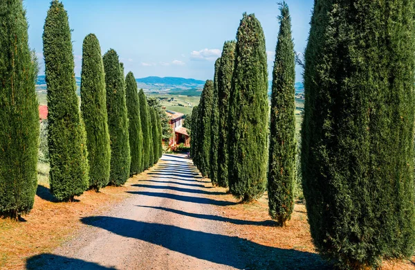 Klassischer Toskanischer Blick Mit Zypressen Bunte Sommer Ansicht Der Italienischen — Stockfoto