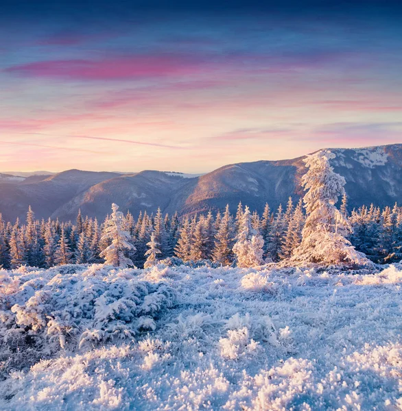 Fantastic Winter Sunrise Carpathian Mountains Rime Cowered Grass Trees Colorful — Stock Photo, Image