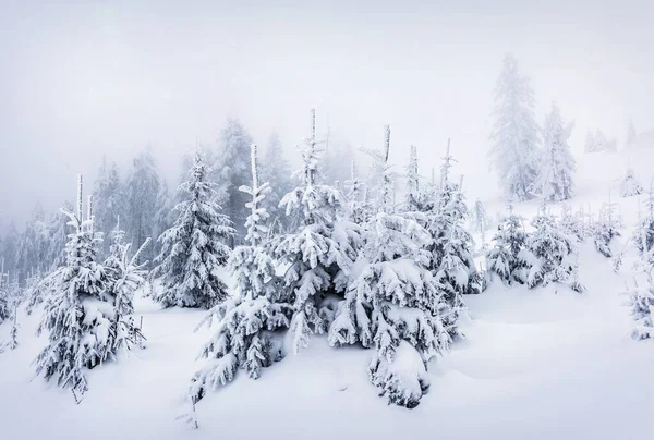 Manhã Inverno Nebulosa Nas Montanhas Dos Cárpatos Com Abetos Cobertos — Fotografia de Stock