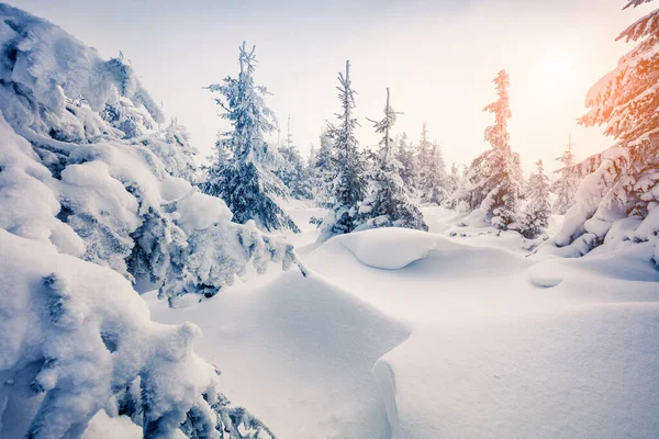 Jasná Ranní Scéna Horském Lese Barevný Zimní Pohled Zasněženém Lese — Stock fotografie