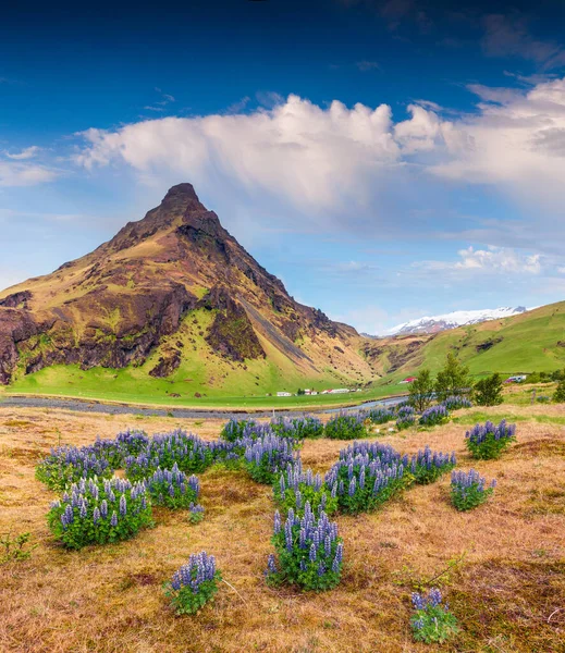 Haziran ayında çiçek açan lup çiçekleriyle dolu tipik İzlanda manzarası. İzlanda, Avrupa 'nın güney sahillerinde güneşli bir yaz sabahı. İşlenmiş fotoğraf sonrası sanatsal stil.