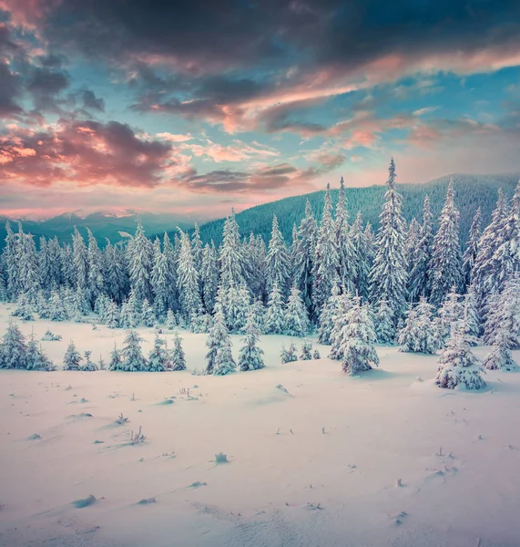 Magnífico Pôr Sol Inverno Nas Montanhas Dos Cárpatos Com Abetos — Fotografia de Stock