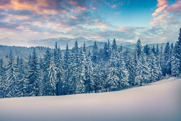 Magnificent winter sunrise in Carpathian mountains with snow covered trees. Beautiful outdoor scene, Happy New Year celebration concept. Artistic style post processed photo.
