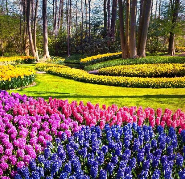 Keukenhof bahçesinde muhteşem sümbül çiçekleri. Hollanda, Avrupa 'da güzel bir açık hava manzarası.