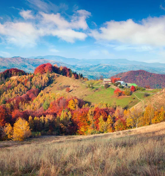 Barevné Podzimní Ráno Karpat Horách Krásná Krajina Sokilském Hřebeni Bukovetova — Stock fotografie