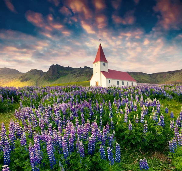 Μικρή Εκκλησία Περιβάλλεται Ανθισμένα Λούπινα Λουλούδια Στο Χωριό Vik Πολύχρωμο — Φωτογραφία Αρχείου