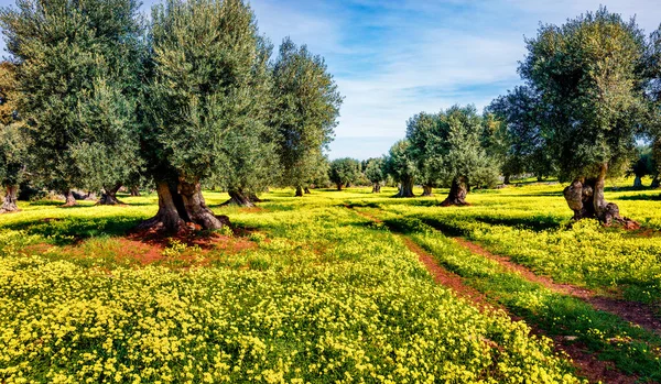 Zeytin bahçesinin güneşli sabah sahnesi. Milazzo Burnu, Sicilya, İtalya ve Avrupa 'nın resimli bahar manzarası. Doğa konseptinin güzelliği.