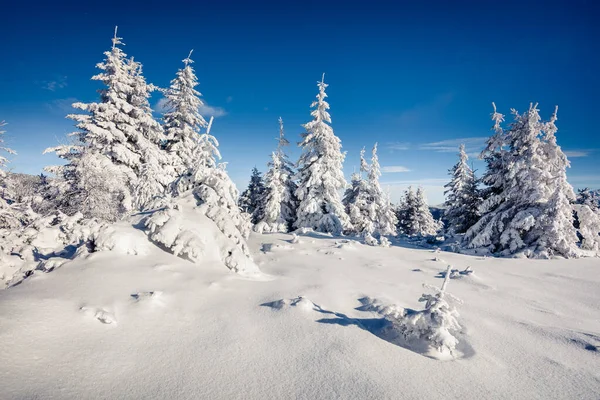 Solig Vintermorgon Karpaterna Med Snötäckta Granar Färgglada Landskap Skogen Gott — Stockfoto