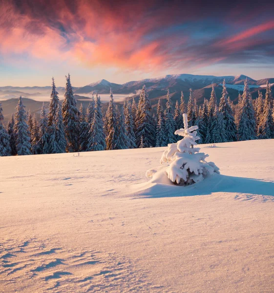 Dağ ormanlarında, köknar ağaçlarıyla kaplı muhteşem kış gündoğumu. Renkli açık hava sahnesi, mutlu yeni yıl kutlaması konsepti. İşlenmiş fotoğraf sonrası sanatsal stil