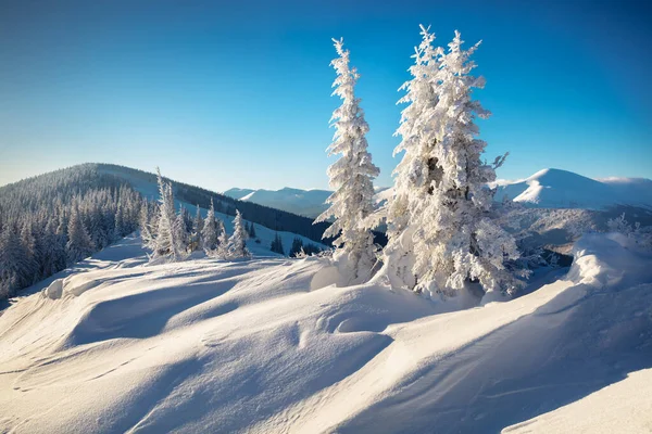 Slunečná Ranní Scéna Horském Lese Jasná Zimní Krajina Karpat Krása — Stock fotografie
