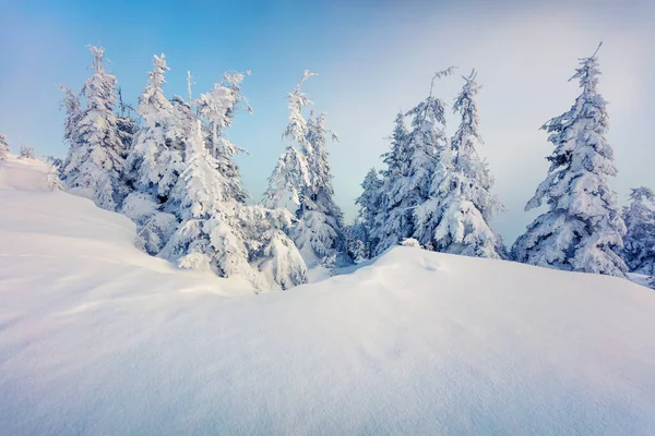 Pittoresk Vintermorgon Karpaterna Med Snötäckta Granar Färgglada Utomhus Scen Gott — Stockfoto