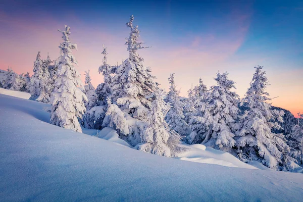 Морозное Зимнее Утро Горном Лесу Заснеженными Елками Удивительная Открытая Сцена — стоковое фото