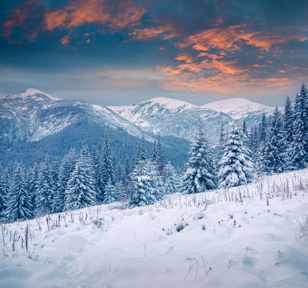 Dramatický Zimní Východ Slunce Karpatských Horách Zasněženými Jedlemi Barevná Venkovní — Stock fotografie