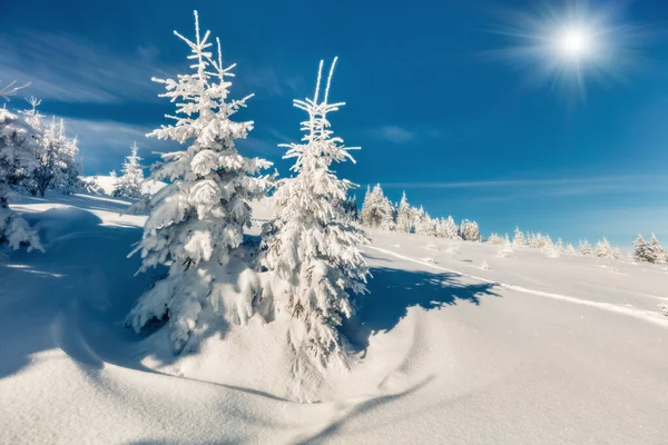 Soleada Escena Matutina Bosque Montaña Paisaje Invierno Brillante Madera Nevada — Foto de Stock
