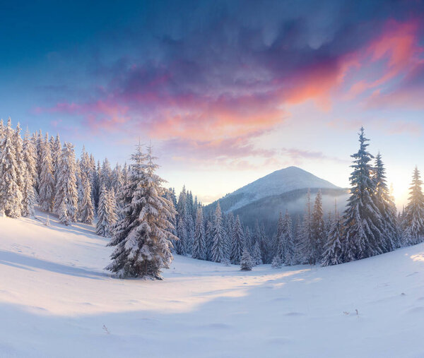 Splendid winter sunset in Carpathian mountains with snow covered fir trees. Colorful outdoor scene, Happy New Year celebration concept. Artistic style post processed photo.