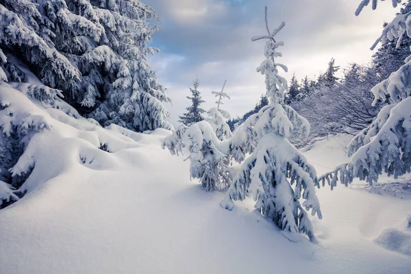 Solig Morgonscen Fjällskogen Efter Kraftigt Snöfall Dimmiga Vinterlandskap Den Snöiga — Stockfoto