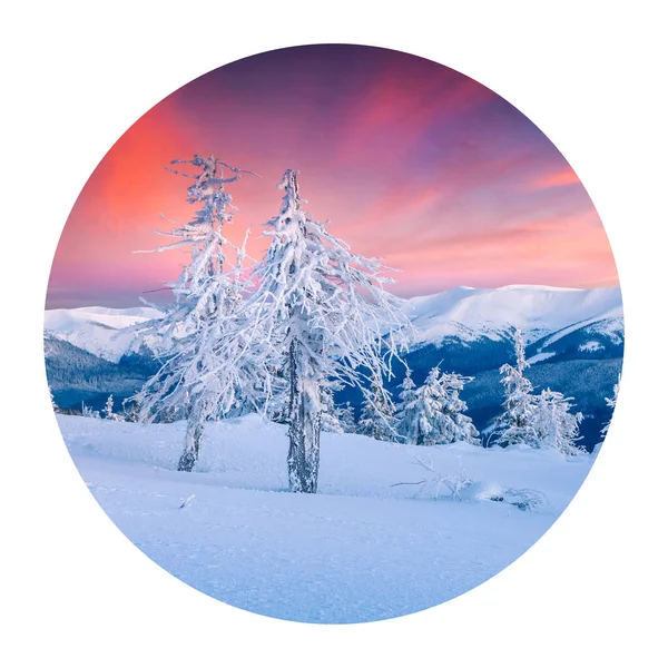 Round icon of nature with landscape. Great winter sunrise in Carpathian mountains with snow covered fir trees. Photography in a circle.