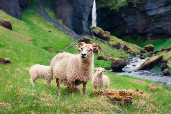 緑の芝生の上で2人の赤ちゃんとヤギ アイスランド ヨーロッパのKvernufoss滝の近くにカラフルな夏の朝 芸術風のポスト処理写真 — ストック写真