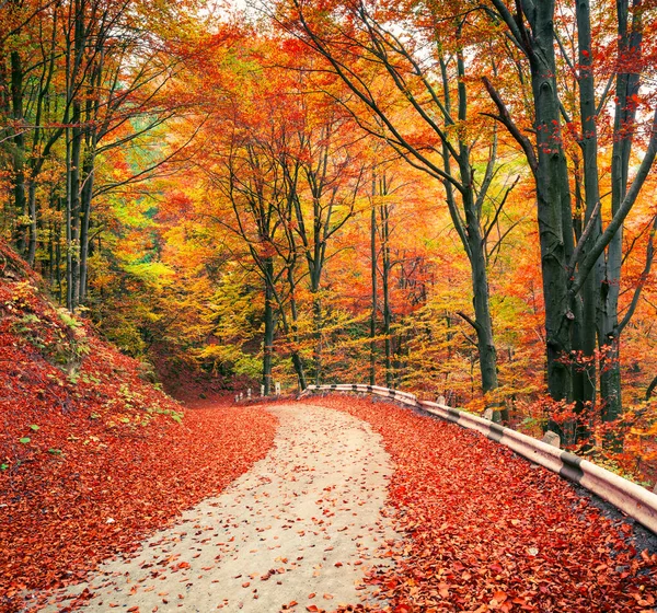 Colorate Csene Autunnali Nella Foresta Montana Bella Vista Mattutina Nelle — Foto Stock