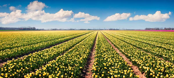 Úžasná Jarní Scéna Poli Kvetoucích Tulipánů Barevná Venkovní Scéna Nethrlands — Stock fotografie