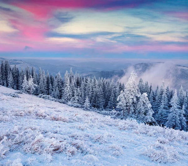 Nascer Sol Inverno Inacreditável Nas Montanhas Dos Cárpatos Com Abetos — Fotografia de Stock