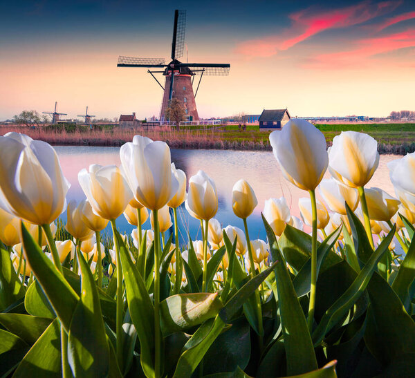 The famous Dutch windmills. View through white tulips on the Netherlands canals. Sunset in Holland. Creative collage.