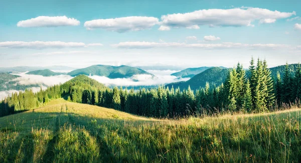 Härlig Sommarmorgon Karpaterna Ljust Soligt Panorama Över Bergsdalen Juni Ukraina — Stockfoto