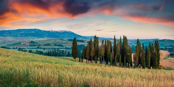 Vista Toscana Clássica Com Ciprestes Campo Trigo Colorido Nascer Sol — Fotografia de Stock