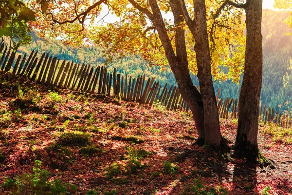 Vue Automne Colorée Dans Les Montagnes Caucase Utilisé Comme Arrière — Photo