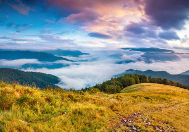Karpatlar 'daki sisli yaz manzarası. Dağ vadisinde renkli bir sabah manzarası. Transcarpathians, Ukrayna, Avrupa 'da muhteşem bir şafak manzarası. Doğa konseptinin güzelliği