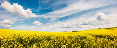 Çiçek açan Colza tarlasının güneşli bahar manzarası. Kırsal kesimin resimli sabah manzarası. Doğa konseptinin güzelliği