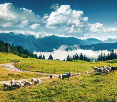 Güneşli yaz gününde dağlık çayırlarda koyun sürüsü. Triglav Ulusal Parkı, Juliann Alps, Slovenya, Avrupa 'nın renkli sabah manzarası. Instagram filtre tonu